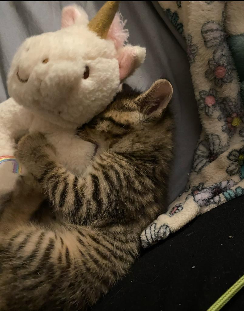 Toast Malone, Adoptable, Young Male Domestic Short Hair.