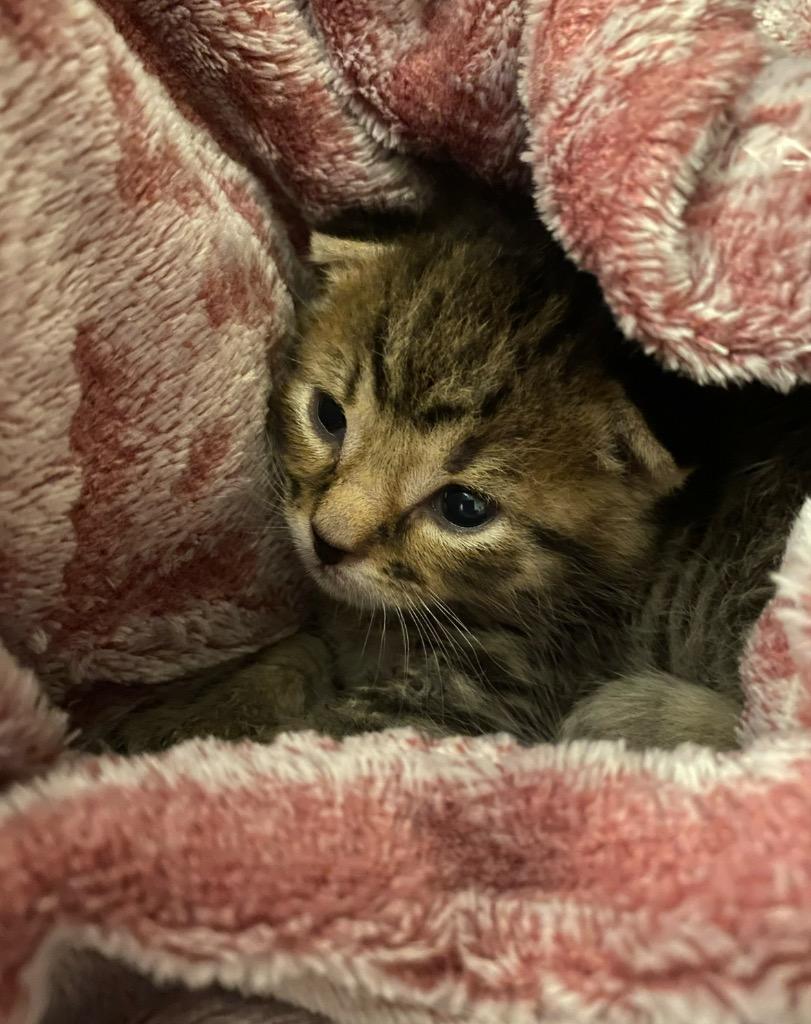 Toast Malone, Adoptable, Young Male Domestic Short Hair.