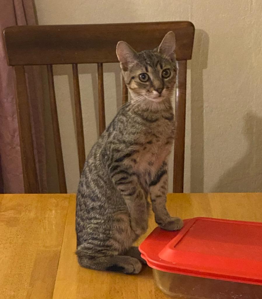 Enlarge Toast Malone, a Adoptable mixed breed in Camp Hill, PA image 3/3