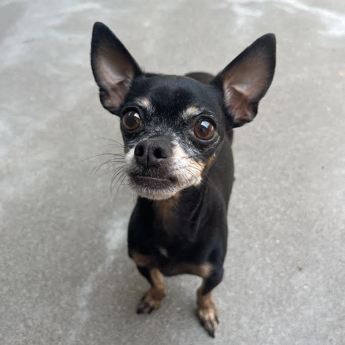 Enlarge Matilda, a Adoptable Chihuahua in Manhattan, KS image 2/4