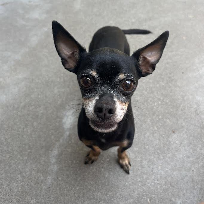 Enlarge Matilda, a Adoptable Chihuahua in Manhattan, KS image 3/4