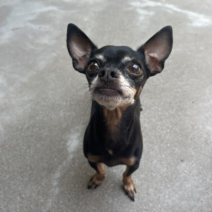 Enlarge Matilda, a Adoptable Chihuahua in Manhattan, KS image 4/4