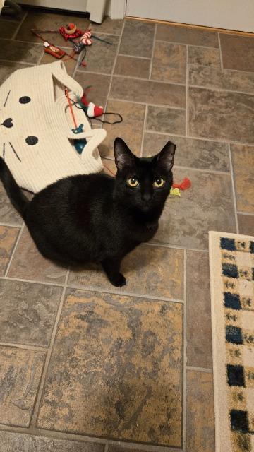 Annalise, Adoptable, Young Female Domestic Short Hair.