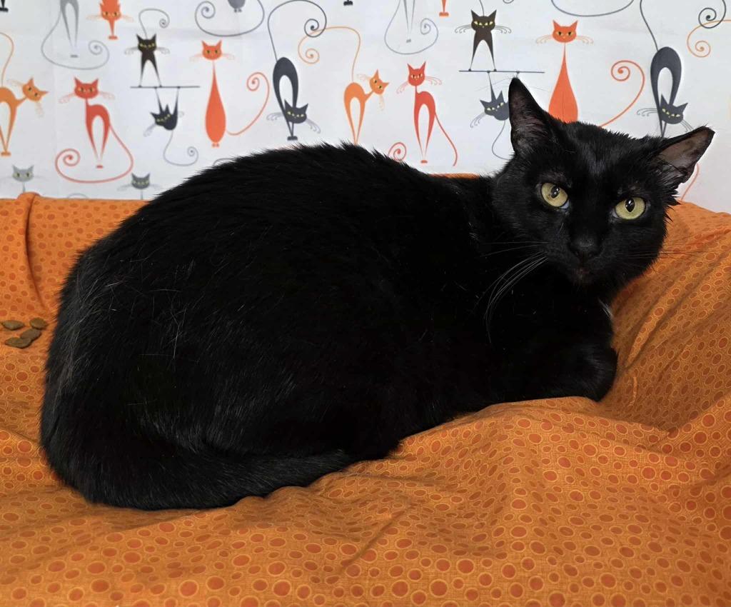 Enlarge Annalise, a Adoptable mixed breed in Pawtucket, RI image 3/3