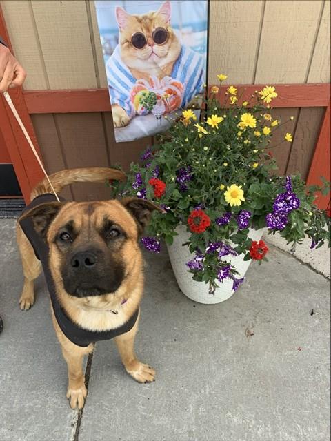 DENNY, Adoptable, Young Male German Shepherd Dog & Chow Chow.