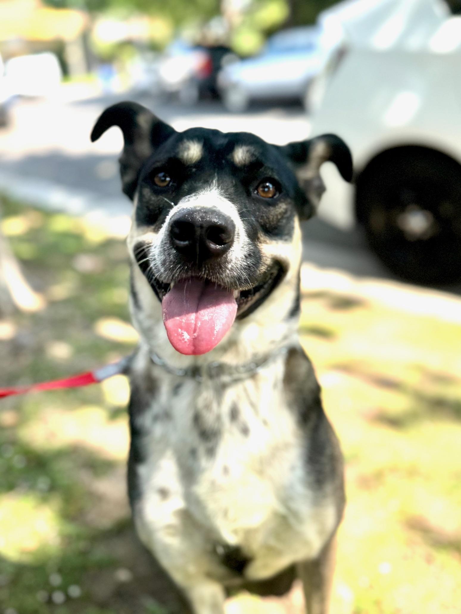 Enlarge Rylan, a Adoptable mixed breed in Burbank, CA image 2/6