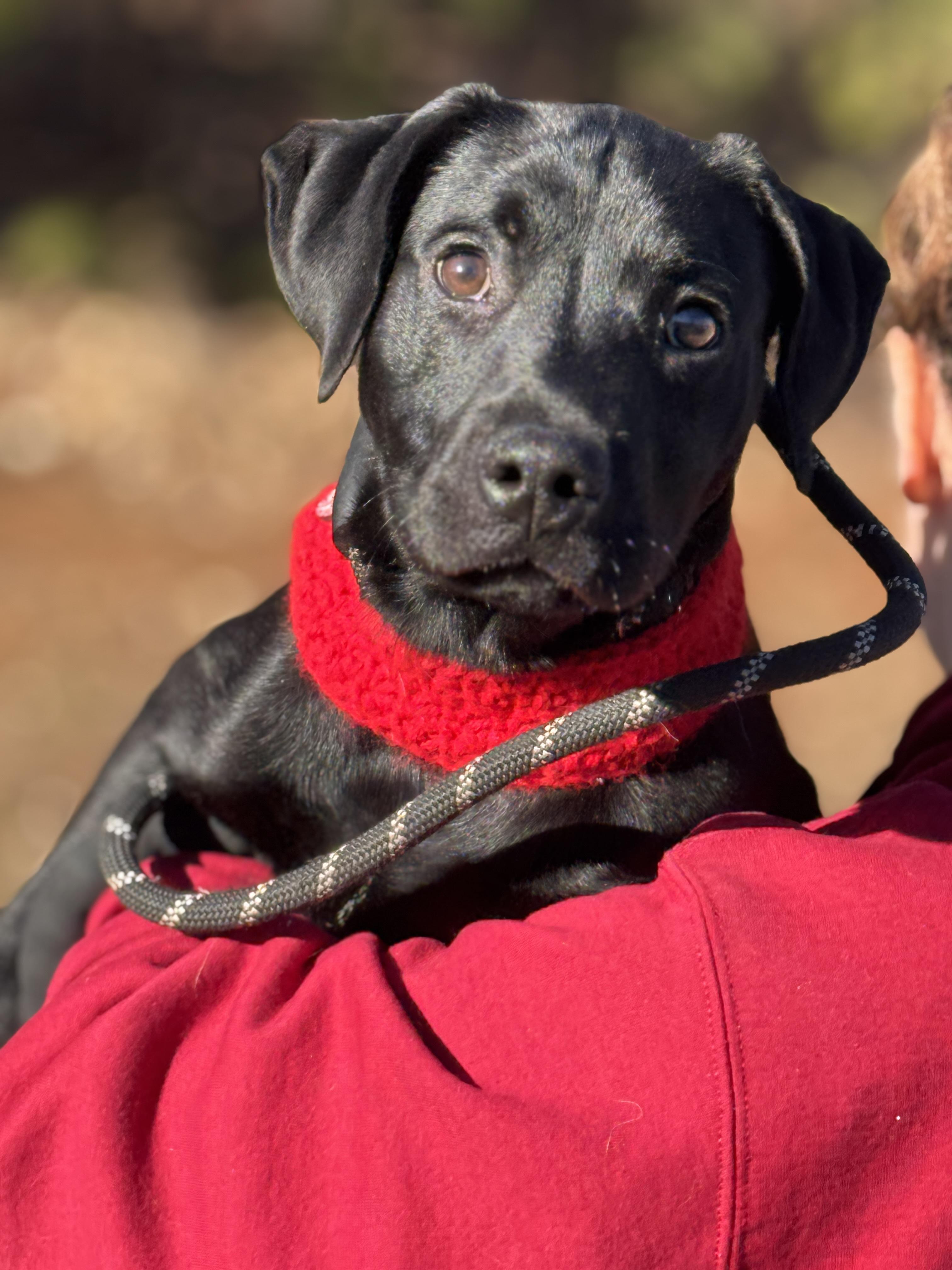 Enlarge Winter, a ADOPTABLE mixed breed in Richmond, VA image 3/6