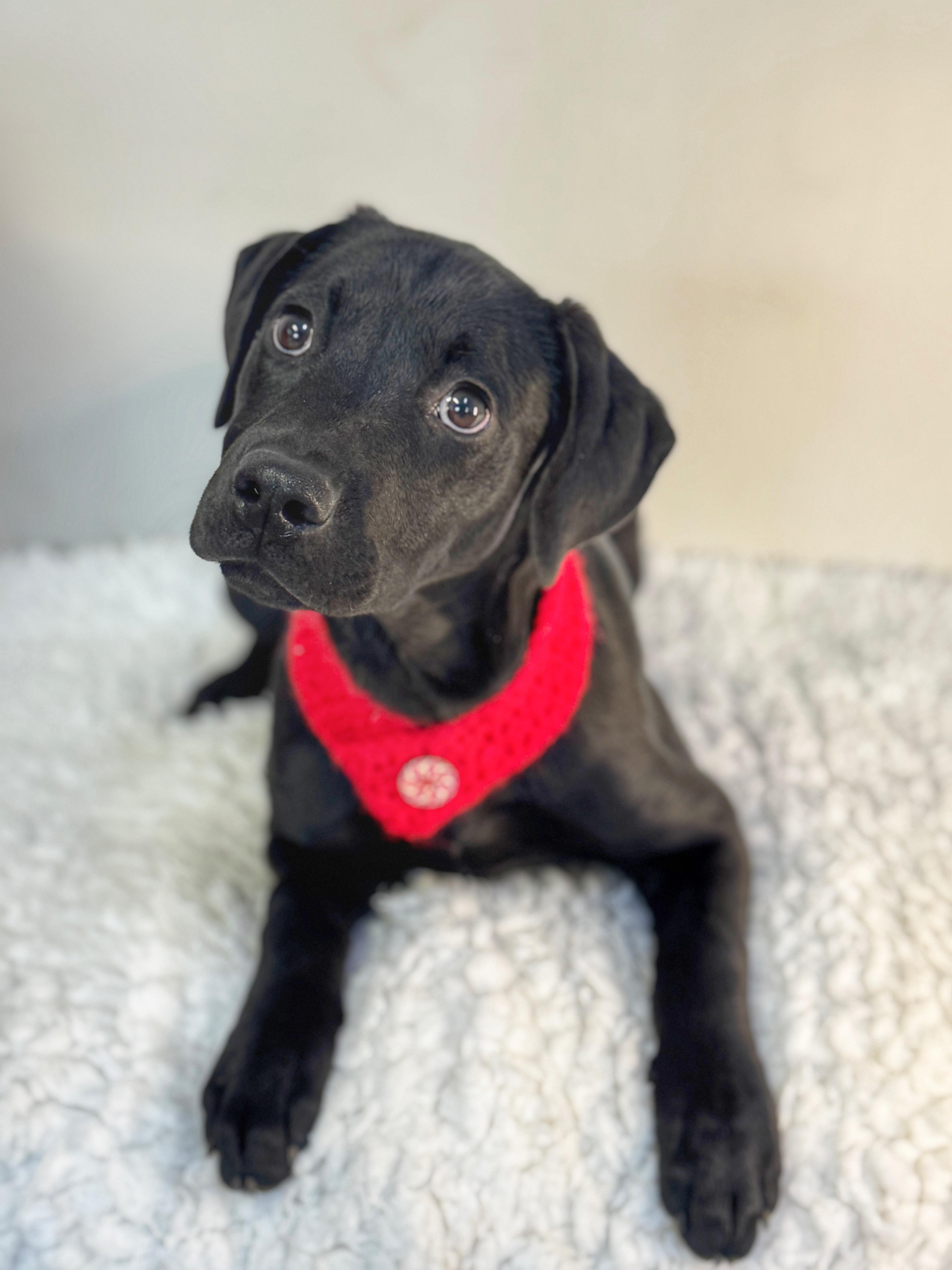 Winter, ADOPTABLE, Young Female Black Labrador Retriever.