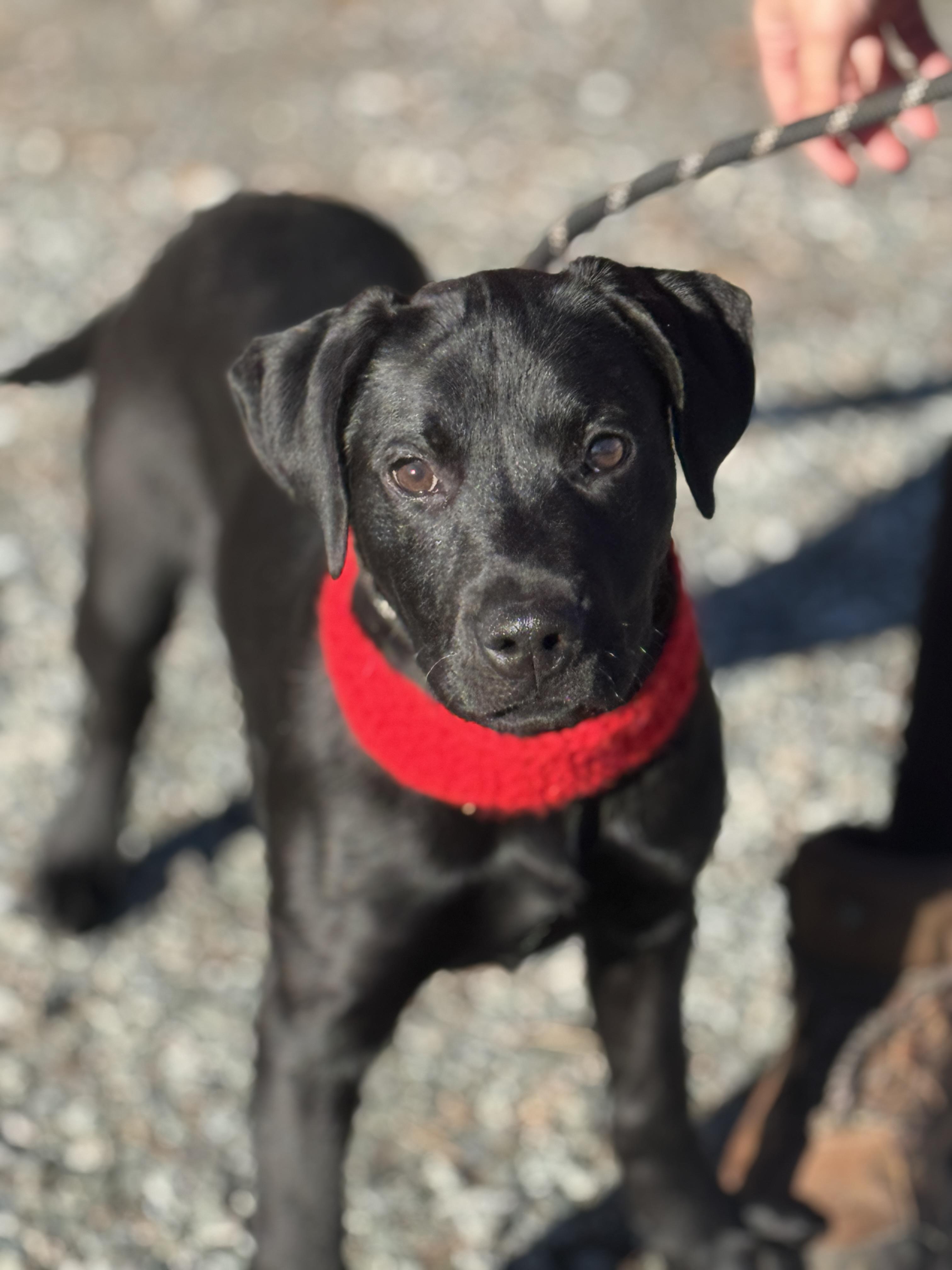 Enlarge Winter, a ADOPTABLE mixed breed in Richmond, VA image 2/6