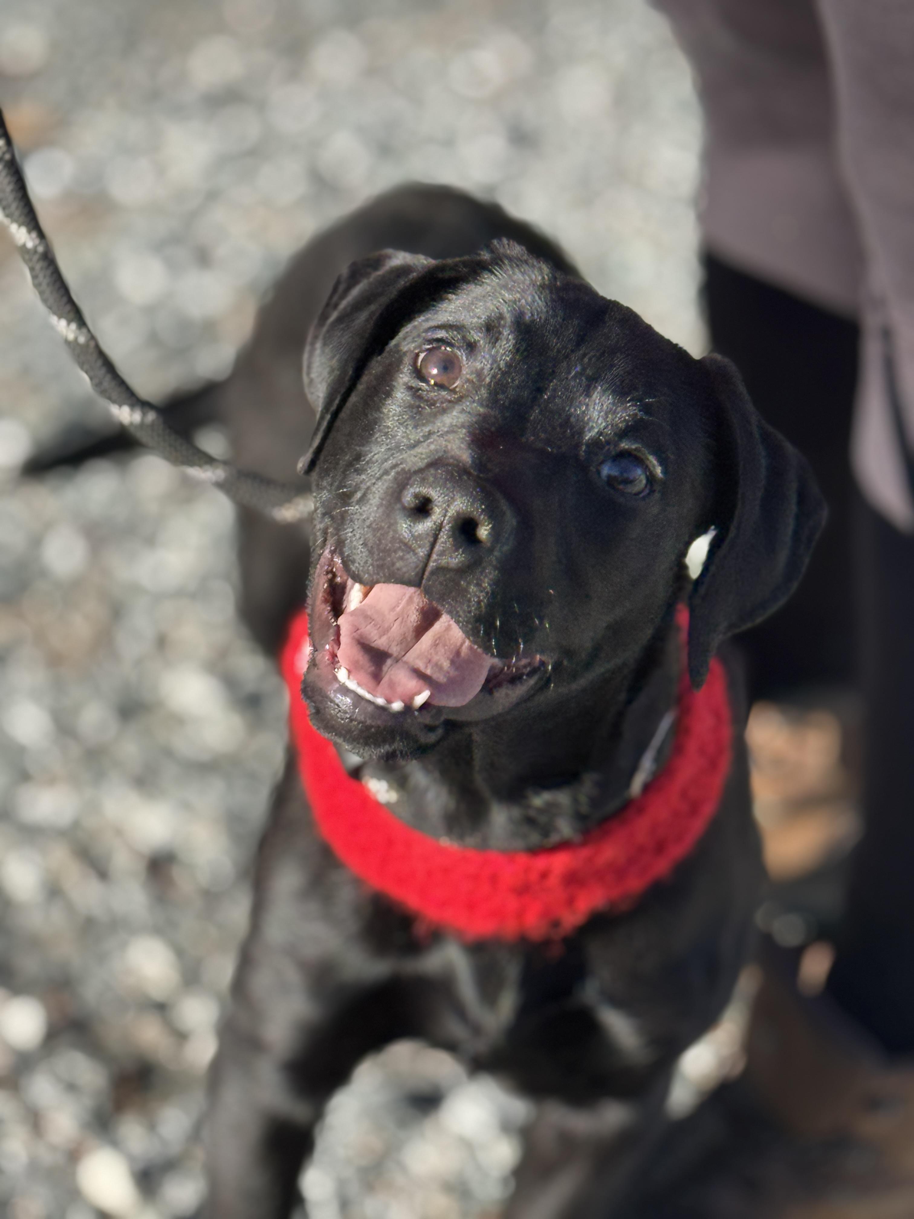 Enlarge Winter, a ADOPTABLE mixed breed in Richmond, VA image 5/6