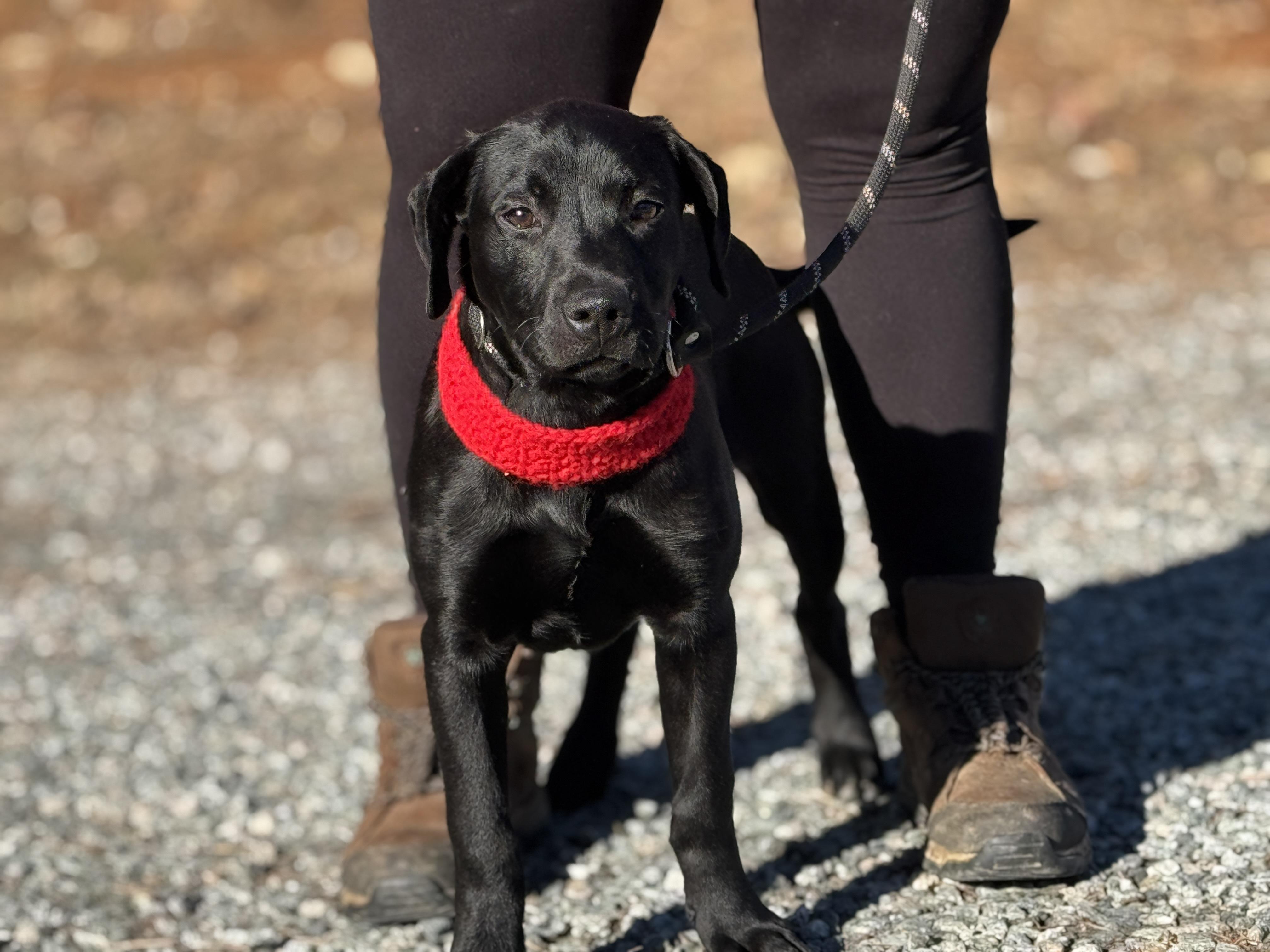 Enlarge Winter, a ADOPTABLE mixed breed in Richmond, VA image 4/6