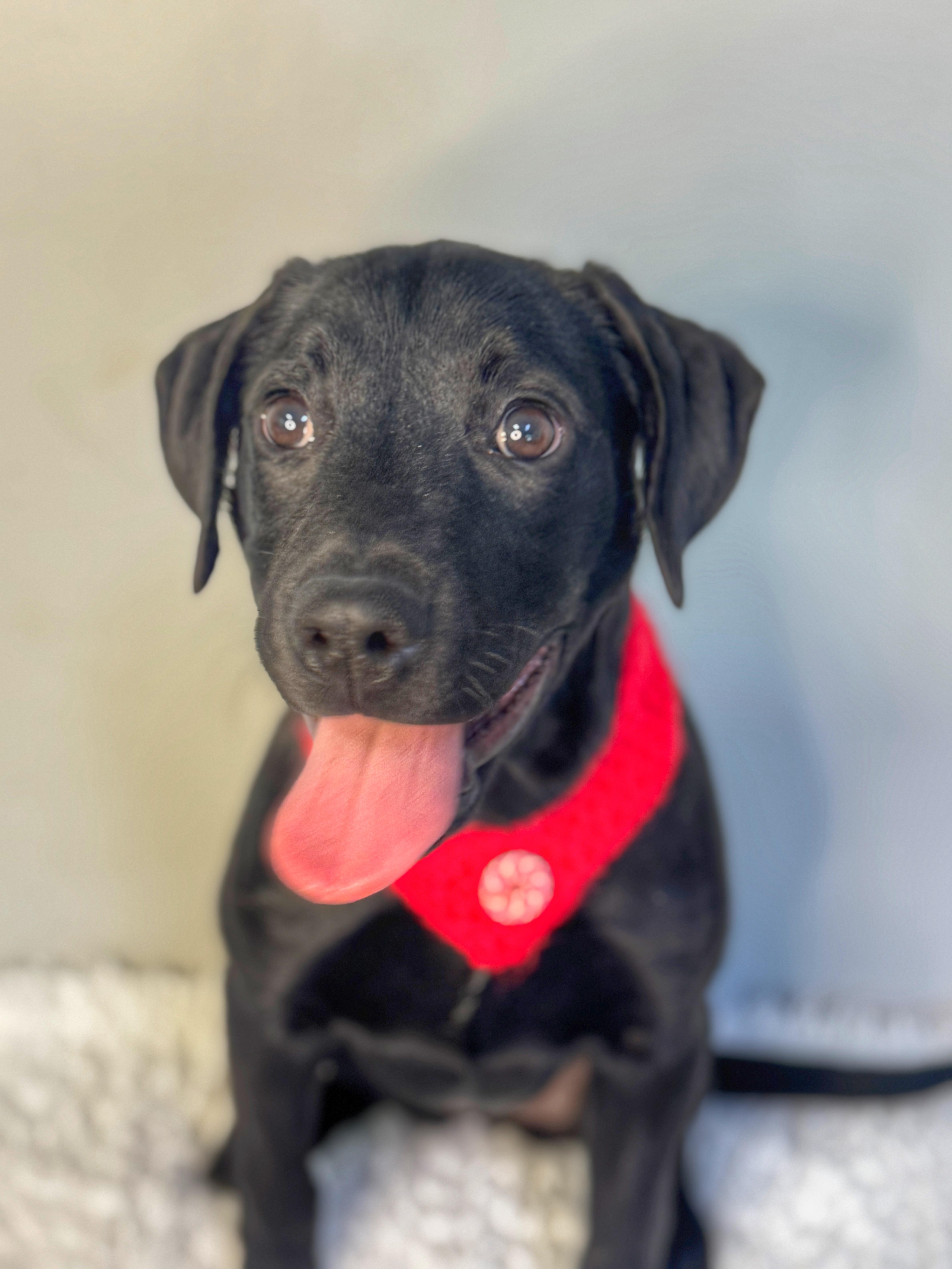 Enlarge Winter, a ADOPTABLE mixed breed in Richmond, VA image 6/6