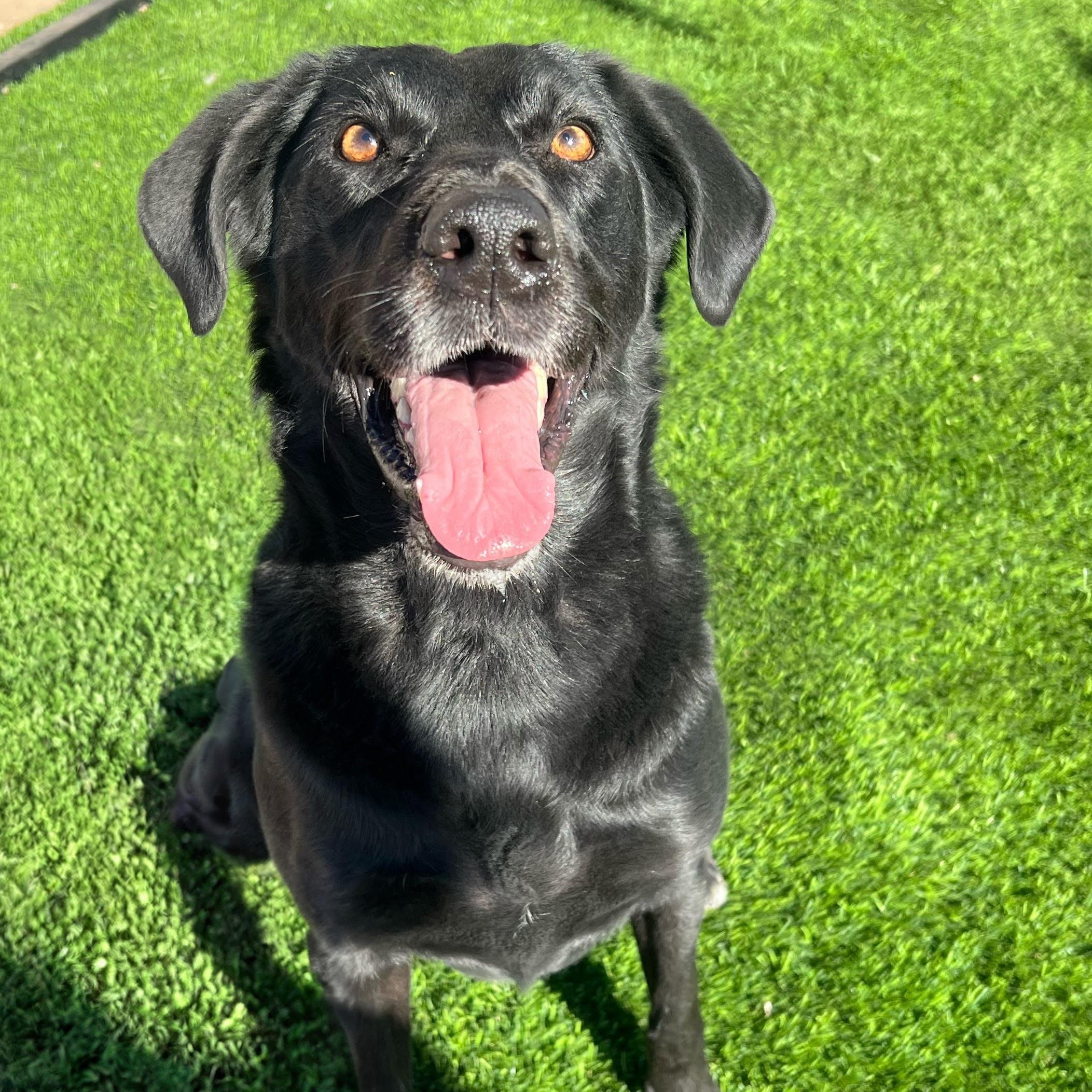 Enlarge COCOA, a ADOPTABLE Black Labrador Retriever in Washington, UT image 1/2