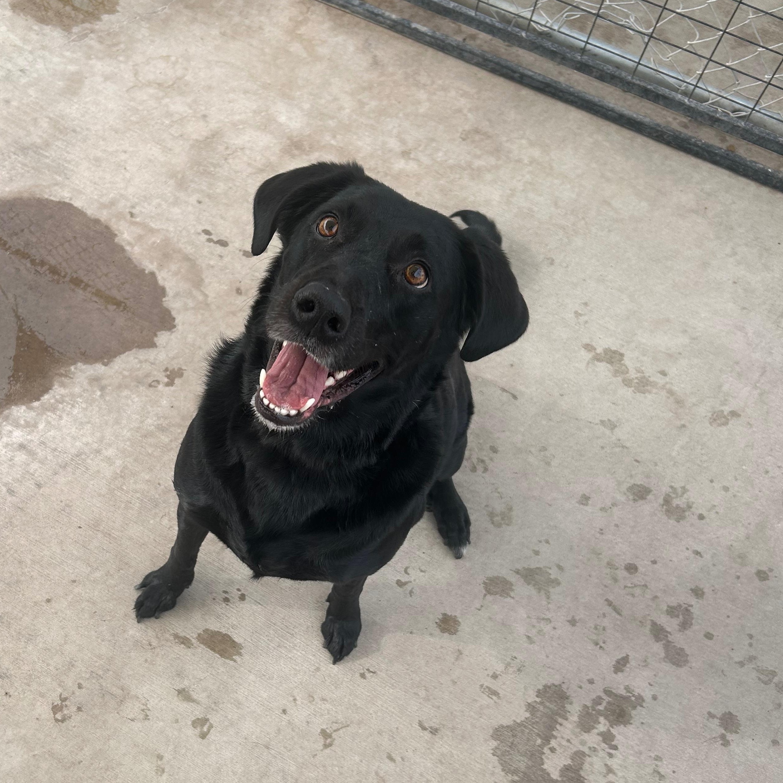 Enlarge COCOA, a ADOPTABLE Black Labrador Retriever in Washington, UT image 2/2