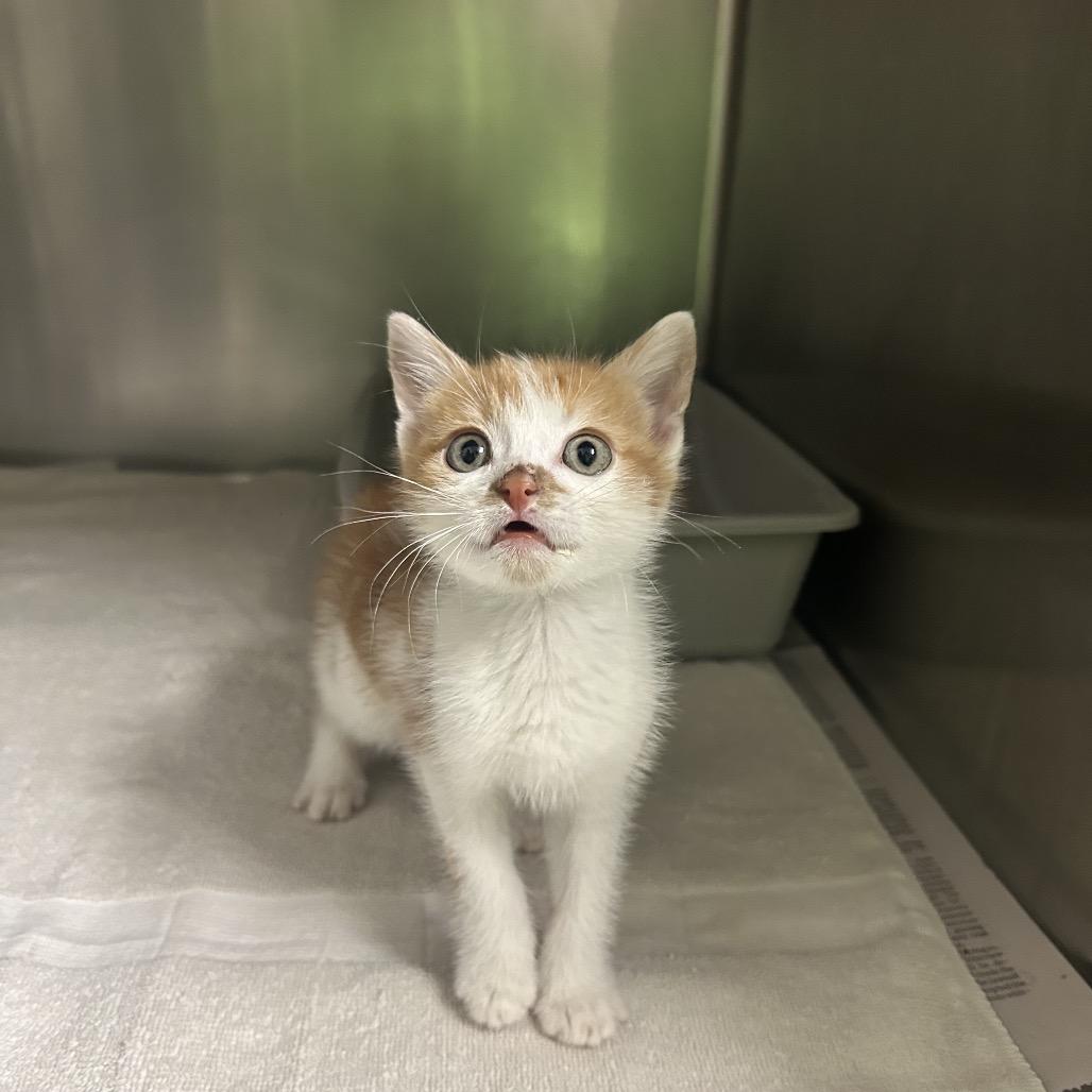 Peaches, Adoptable, Kitten Male Domestic Short Hair.