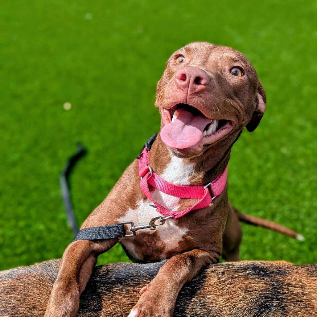 Enlarge Spooky Hallow, a Adoptable Mixed Breed in Savannah, GA image 1/6