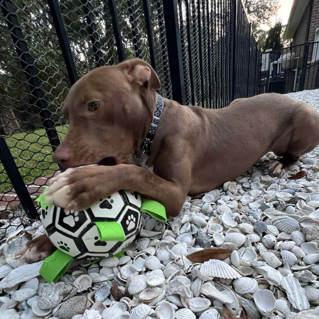 Enlarge Spooky Hallow, a Adoptable Mixed Breed in Savannah, GA image 2/6