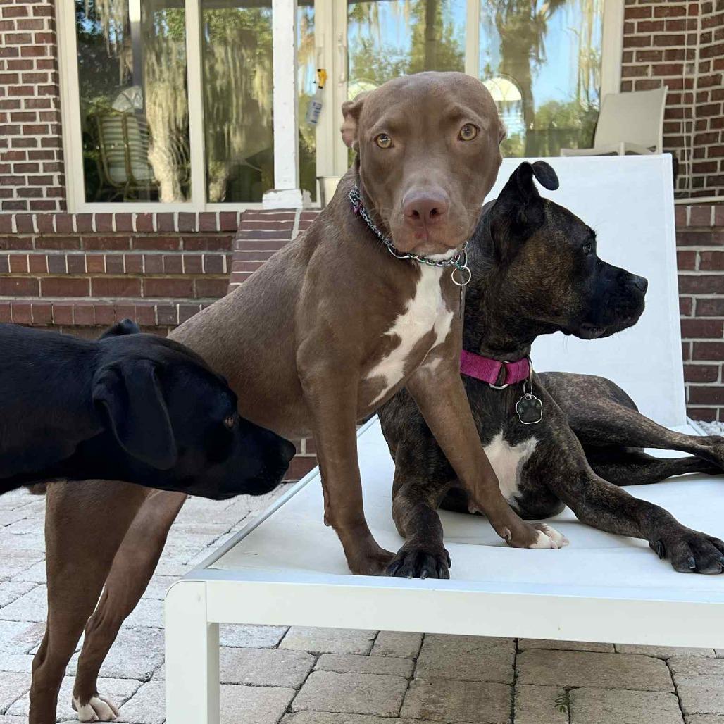 Enlarge Spooky Hallow, a Adoptable Mixed Breed in Savannah, GA image 3/6