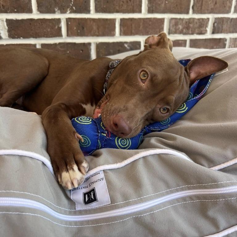 Enlarge Spooky Hallow, a Adoptable Mixed Breed in Savannah, GA image 4/6