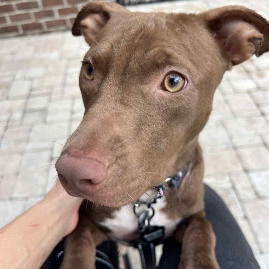 Enlarge Spooky Hallow, a Adoptable Mixed Breed in Savannah, GA image 5/6