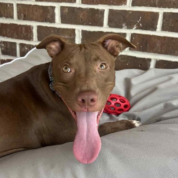 Enlarge Spooky Hallow, a Adoptable Mixed Breed in Savannah, GA image 5/6