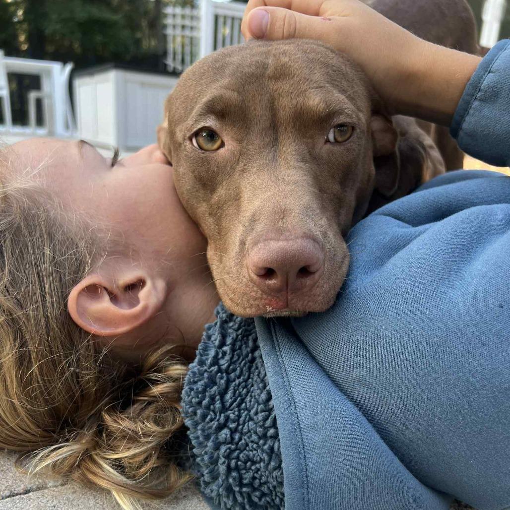 Enlarge Spooky Hallow, a Adoptable Mixed Breed in Savannah, GA image 6/6