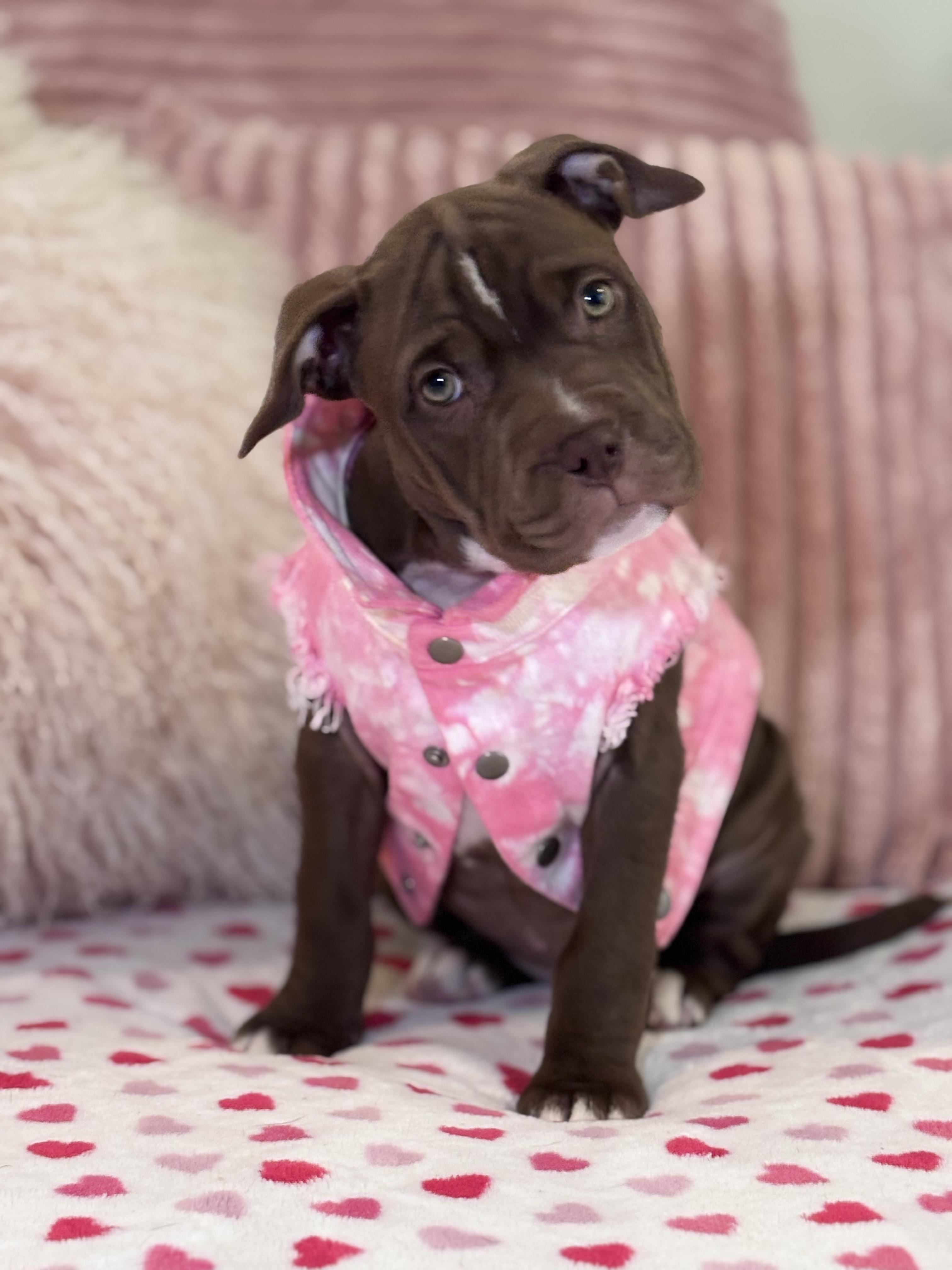 Millie, adopted, Puppy Female Chocolate Labrador Retriever & American Bully.
