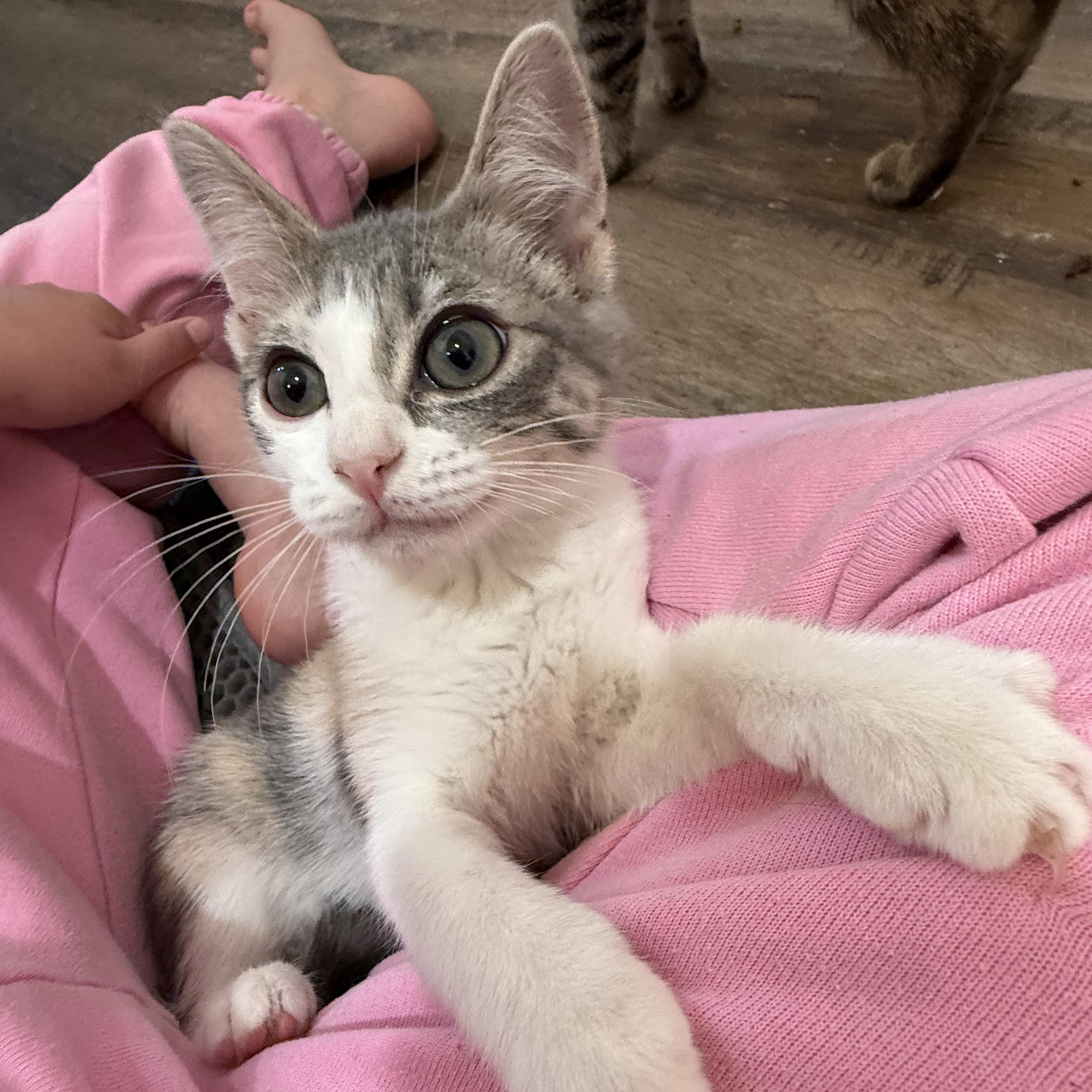 Ruby, ADOPTABLE, Kitten Female Dilute Calico.