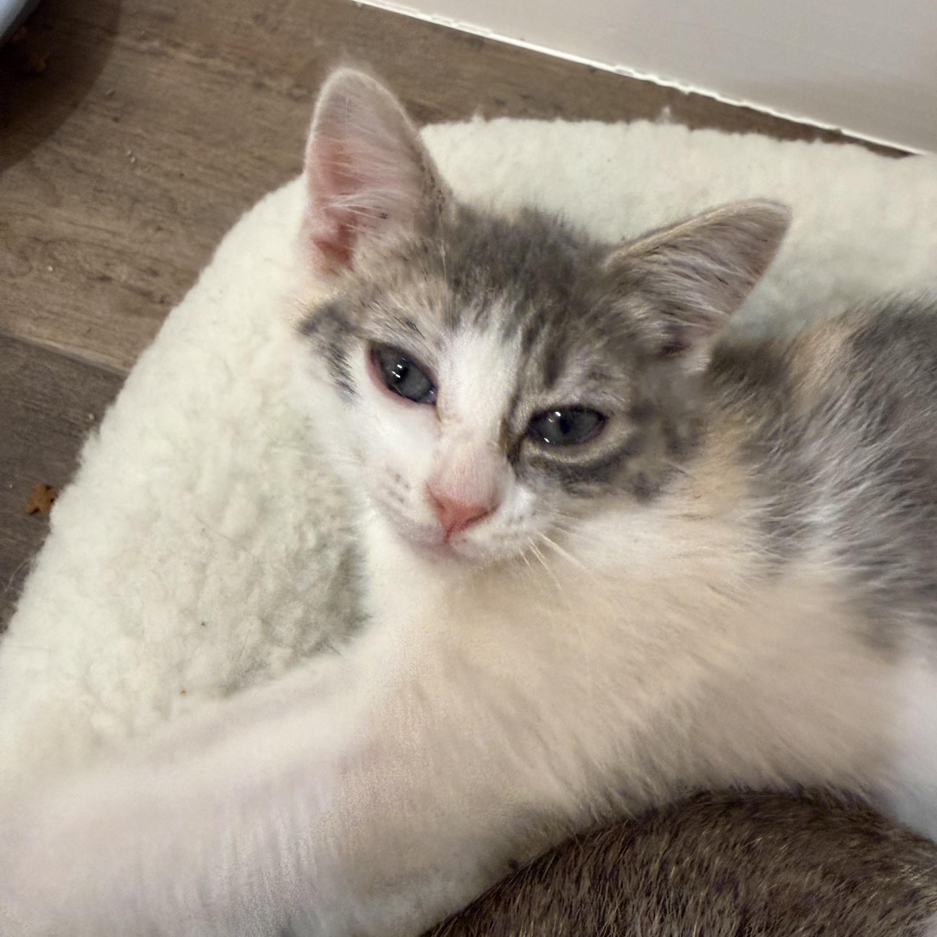 Ruby, a ADOPTABLE Dilute Calico in Bentonville, AR image 2/2
