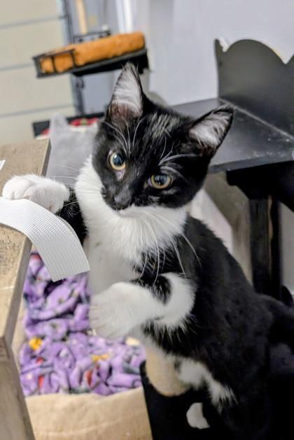 Flurry — thumbnail 2