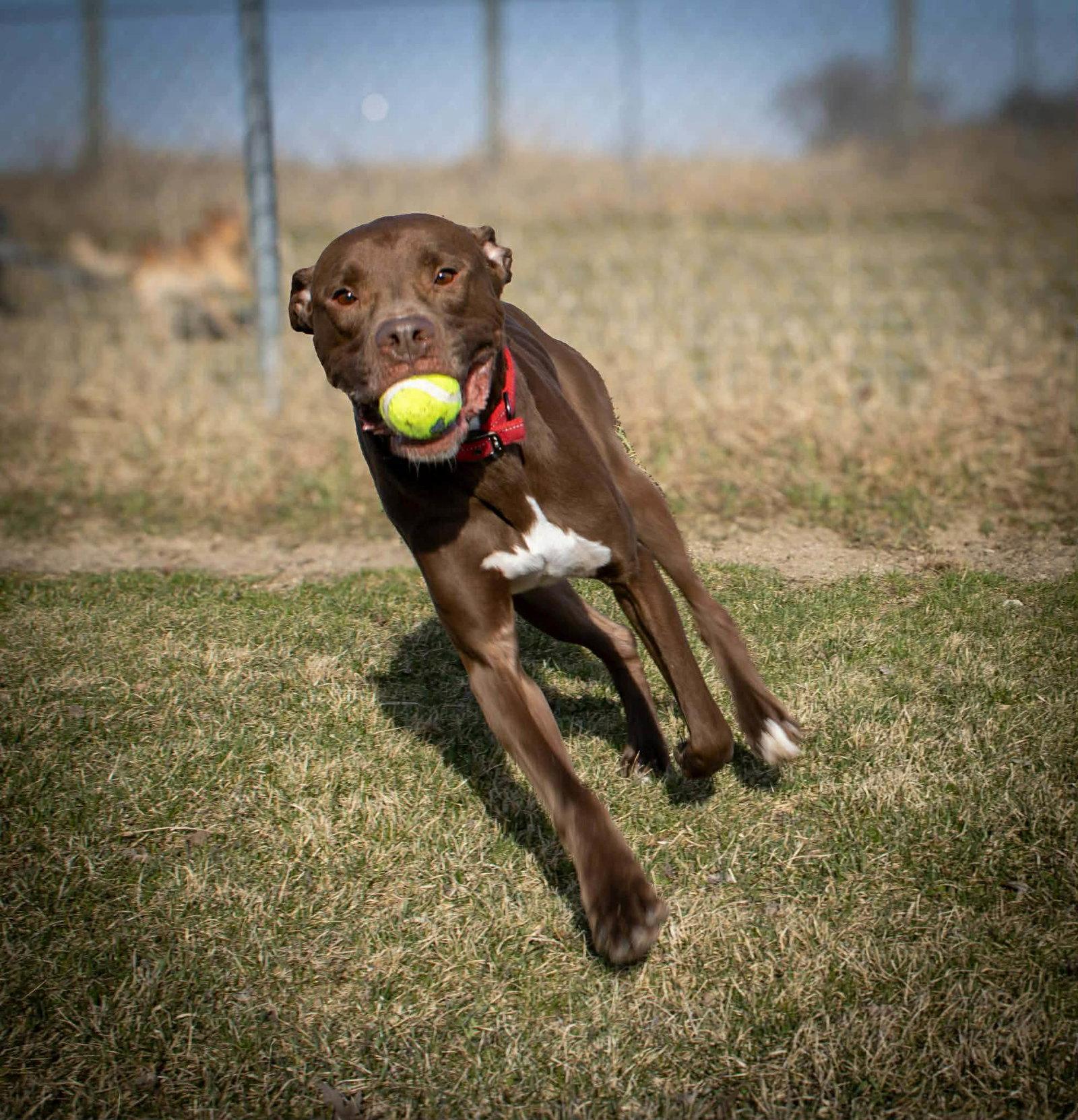 Enlarge Quest (sponsored fee), a Adoptable mixed breed in Austin, MN image 1/3