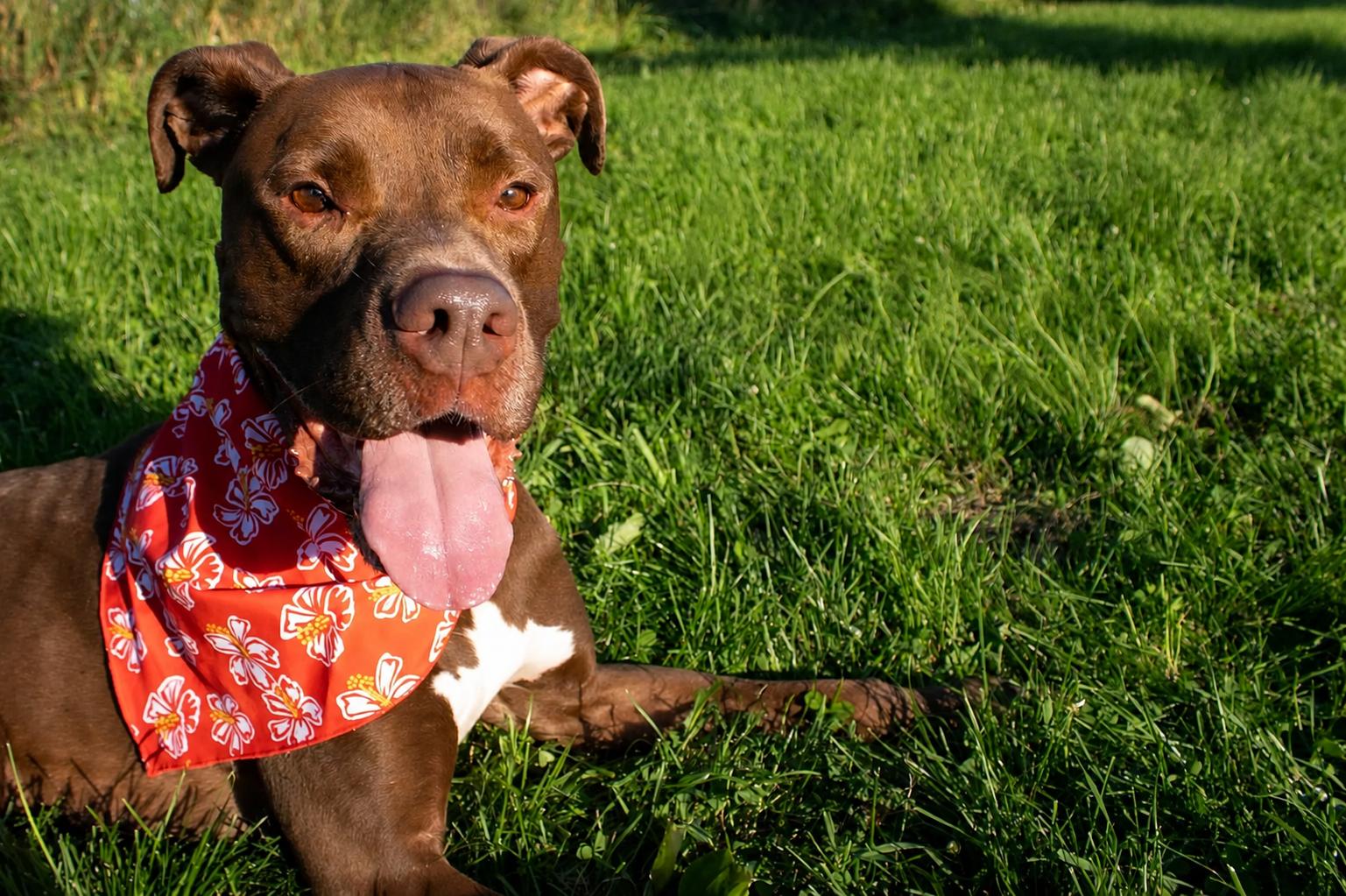 Enlarge Quest (sponsored fee), a Adoptable mixed breed in Austin, MN image 2/3