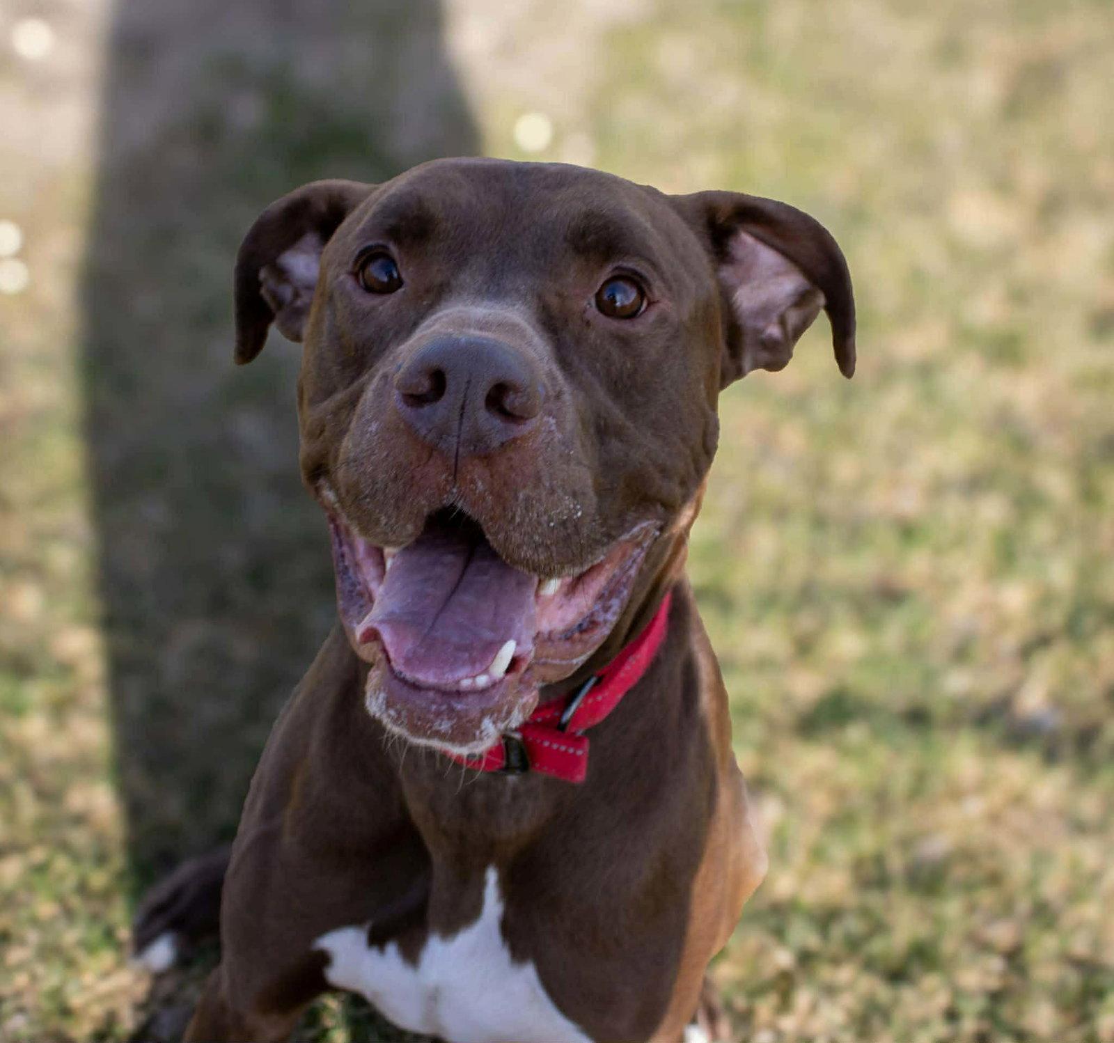Enlarge Quest (sponsored fee), a Adoptable mixed breed in Austin, MN image 3/3
