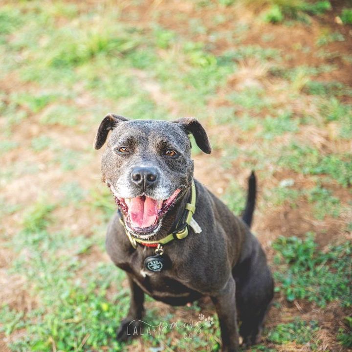 Enlarge *Red, a Adoptable mixed breed in Justin, TX image 1/4