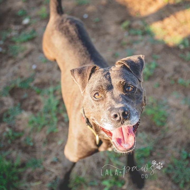 Enlarge *Red, a Adoptable mixed breed in Justin, TX image 3/4