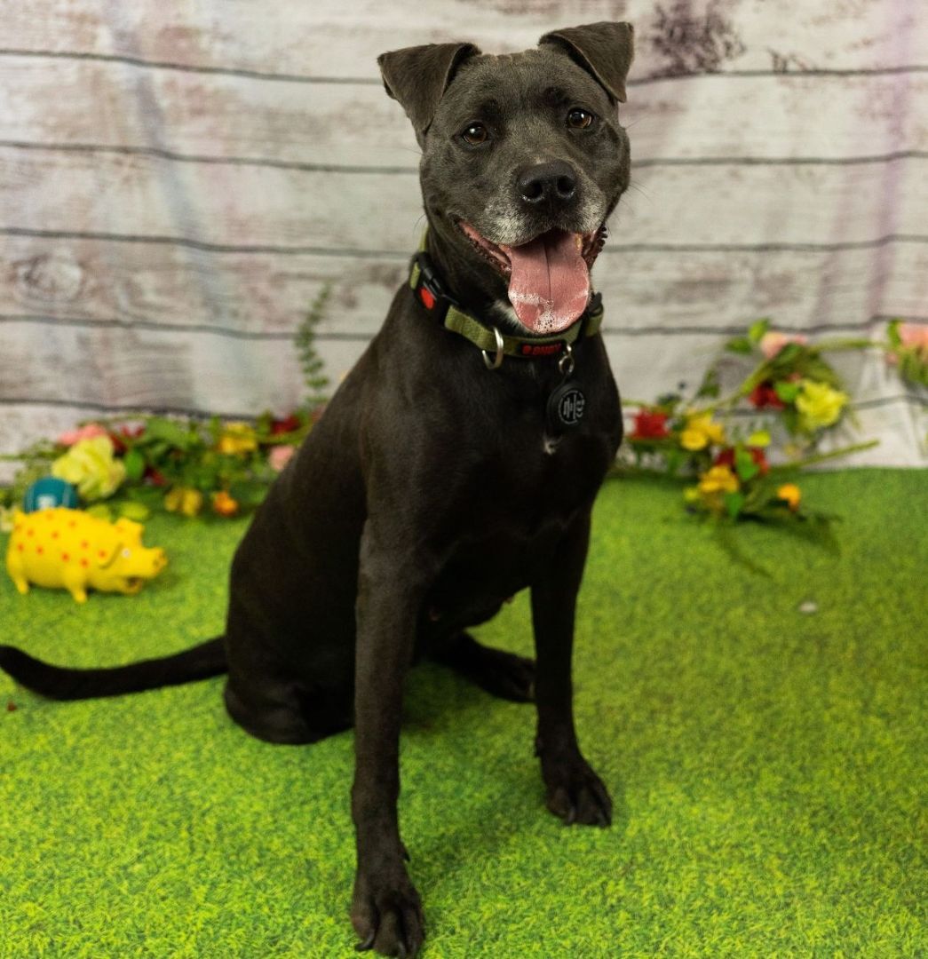 Enlarge *Red, a Adoptable mixed breed in Justin, TX image 4/4