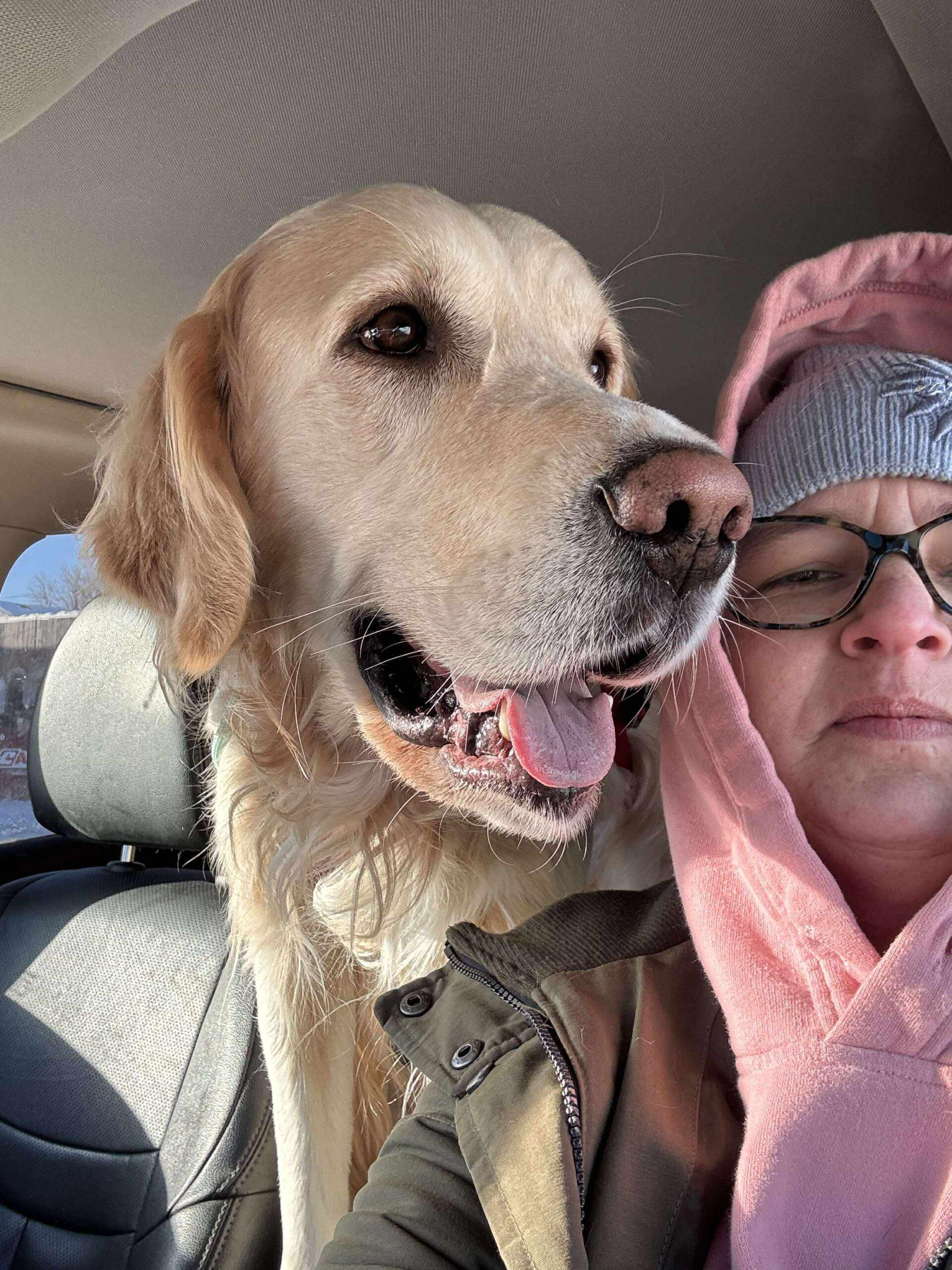 Mr Donuts, Adoptable, Young Male Golden Retriever & Retriever.