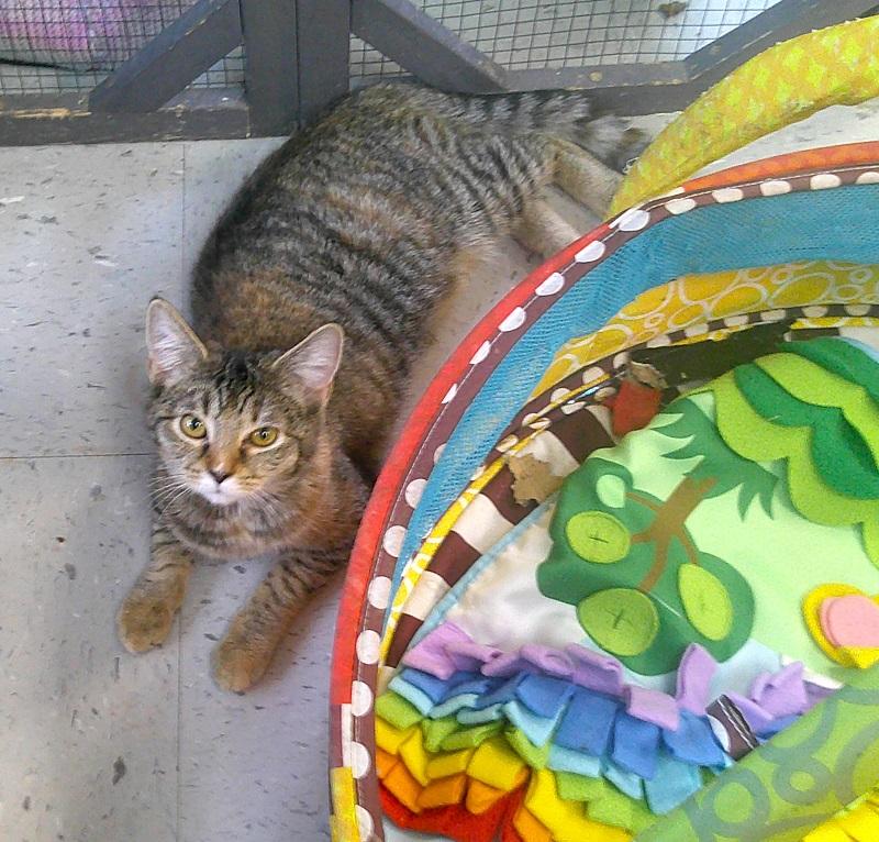 HARRIET, ADOPTABLE, Young Female Domestic Short Hair.