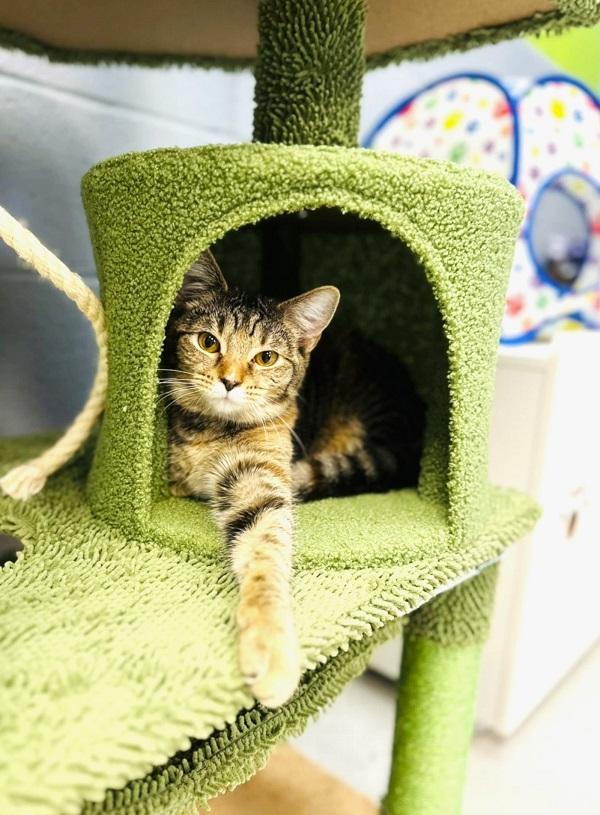 HARRIET, a ADOPTABLE Domestic Short Hair in Pegram, TN image 2/4