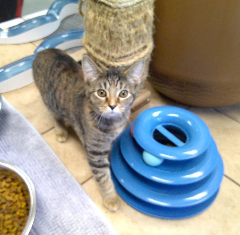 HARRIET, a ADOPTABLE Domestic Short Hair in Pegram, TN image 3/4