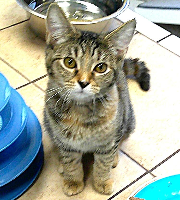 HARRIET, a ADOPTABLE Domestic Short Hair in Pegram, TN image 4/4