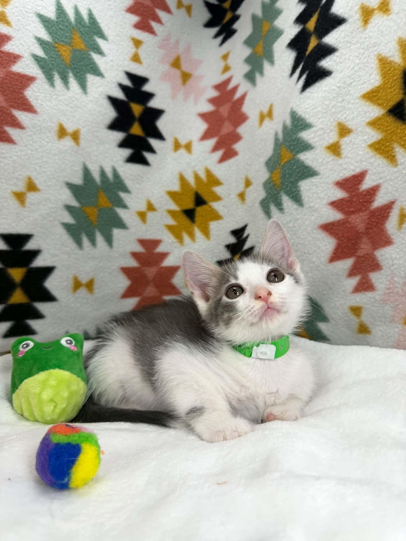 Shiloh, a ADOPTABLE Domestic Short Hair in Tavares, FL image 3/3