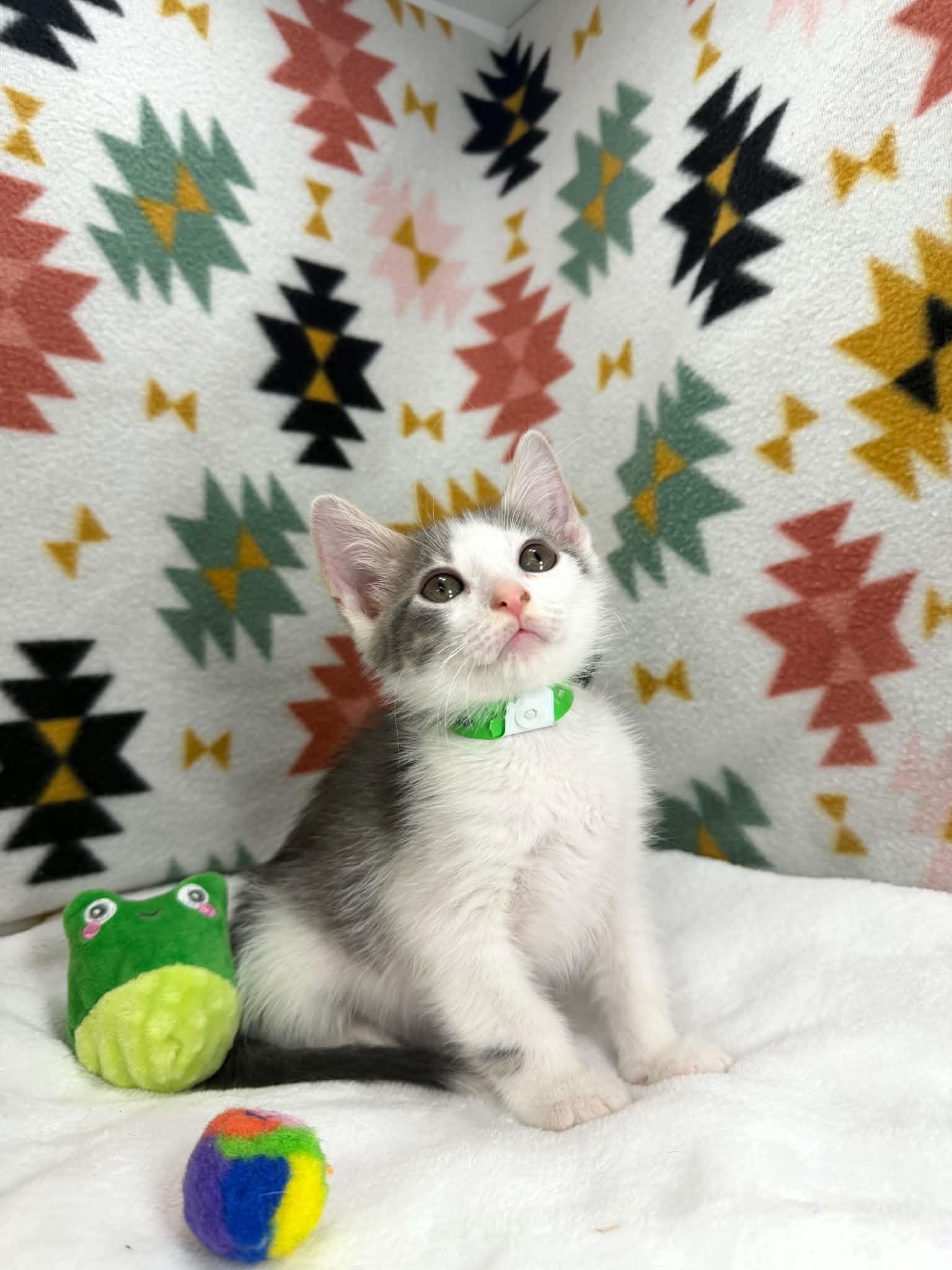 Shiloh, ADOPTABLE, Kitten Male Domestic Short Hair.