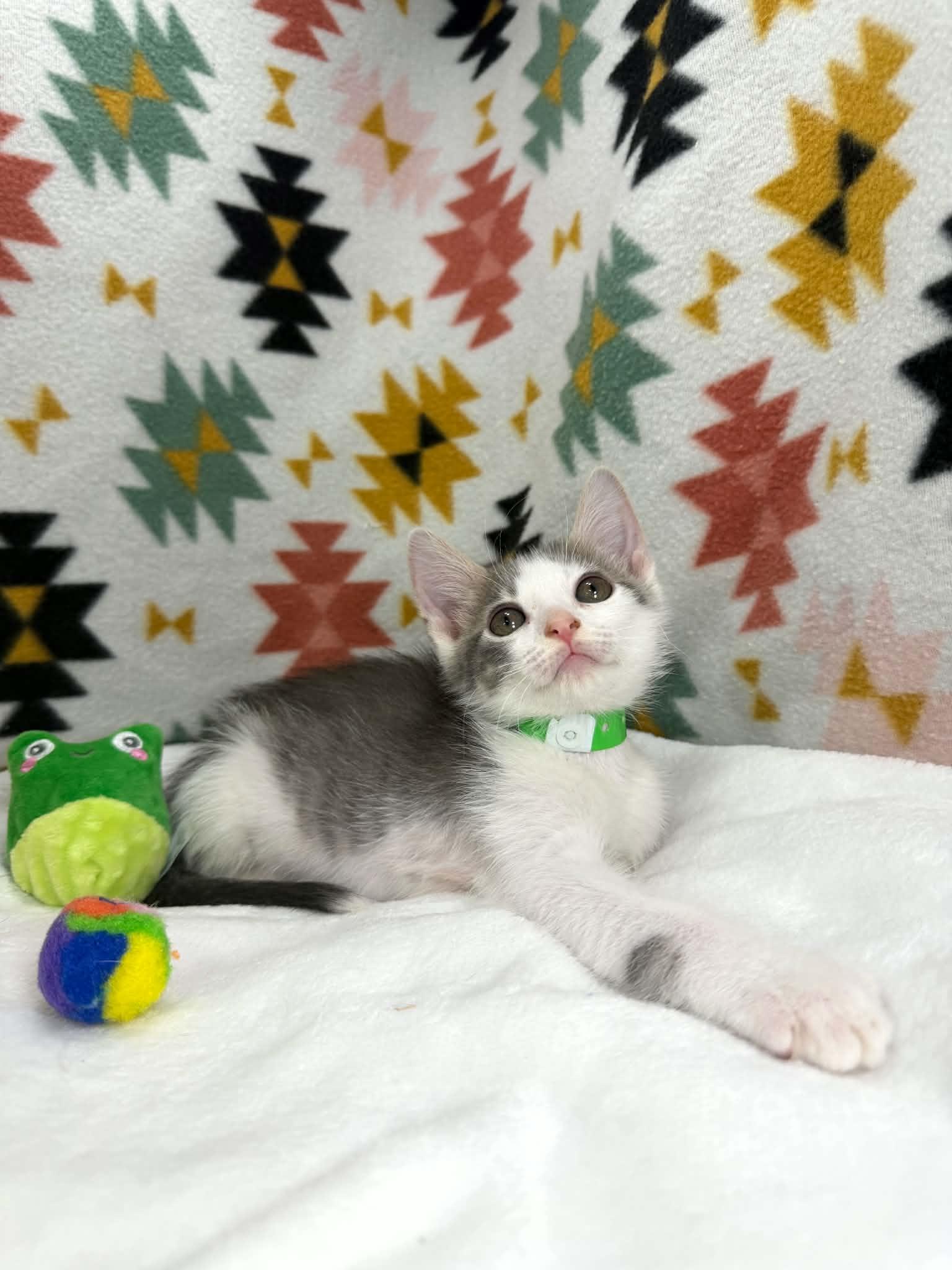 Shiloh, a ADOPTABLE Domestic Short Hair in Tavares, FL image 2/3