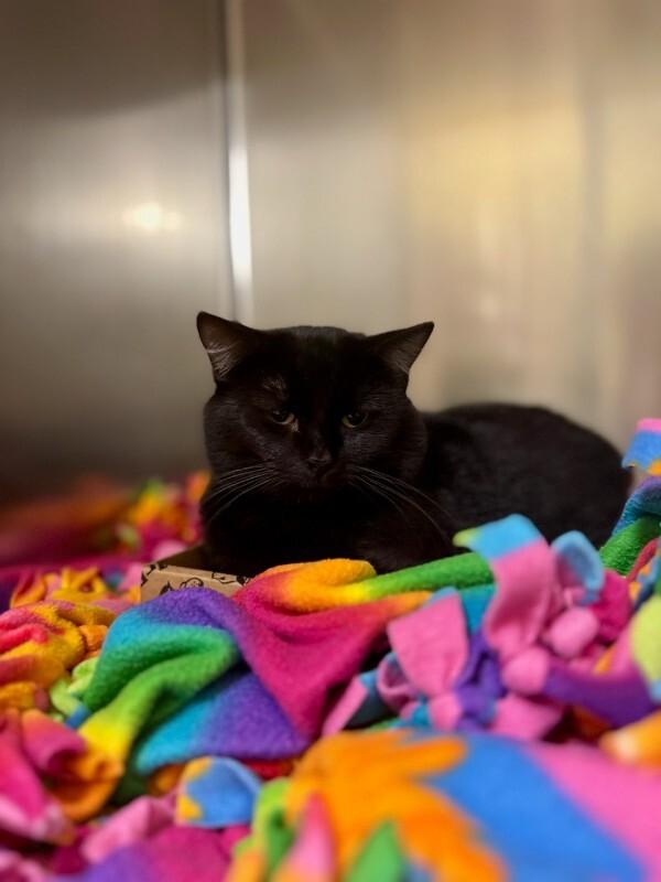 Stormy, Adoptable, Adult Male Domestic Short Hair.