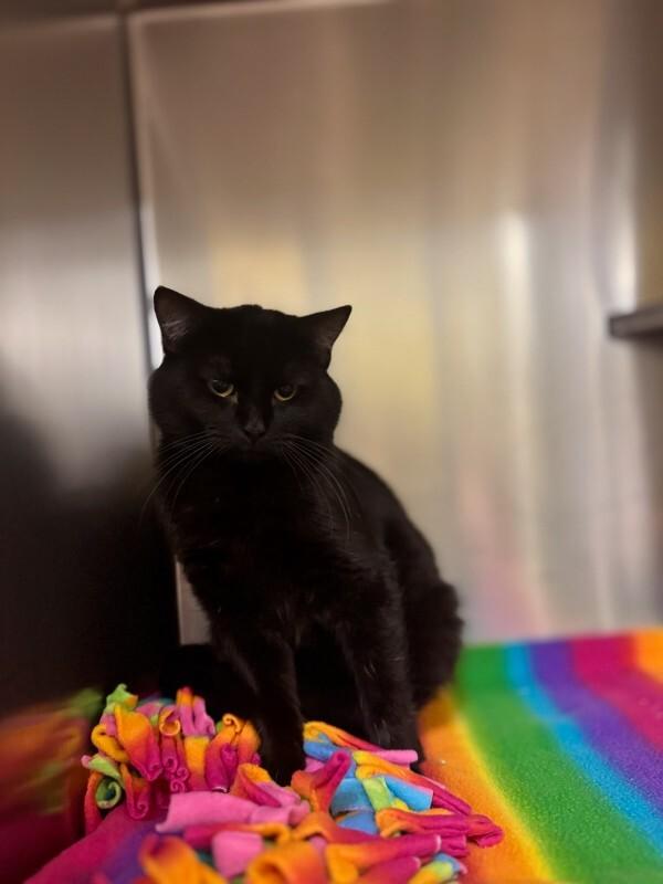 Stormy, a Adoptable Domestic Short Hair in Wooster, OH image 2/3