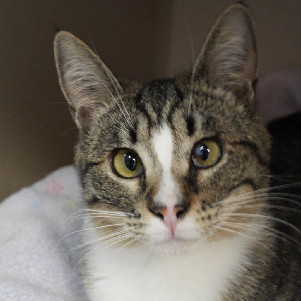 Lady Meowjesty, Adoptable, Young Female Domestic Short Hair.