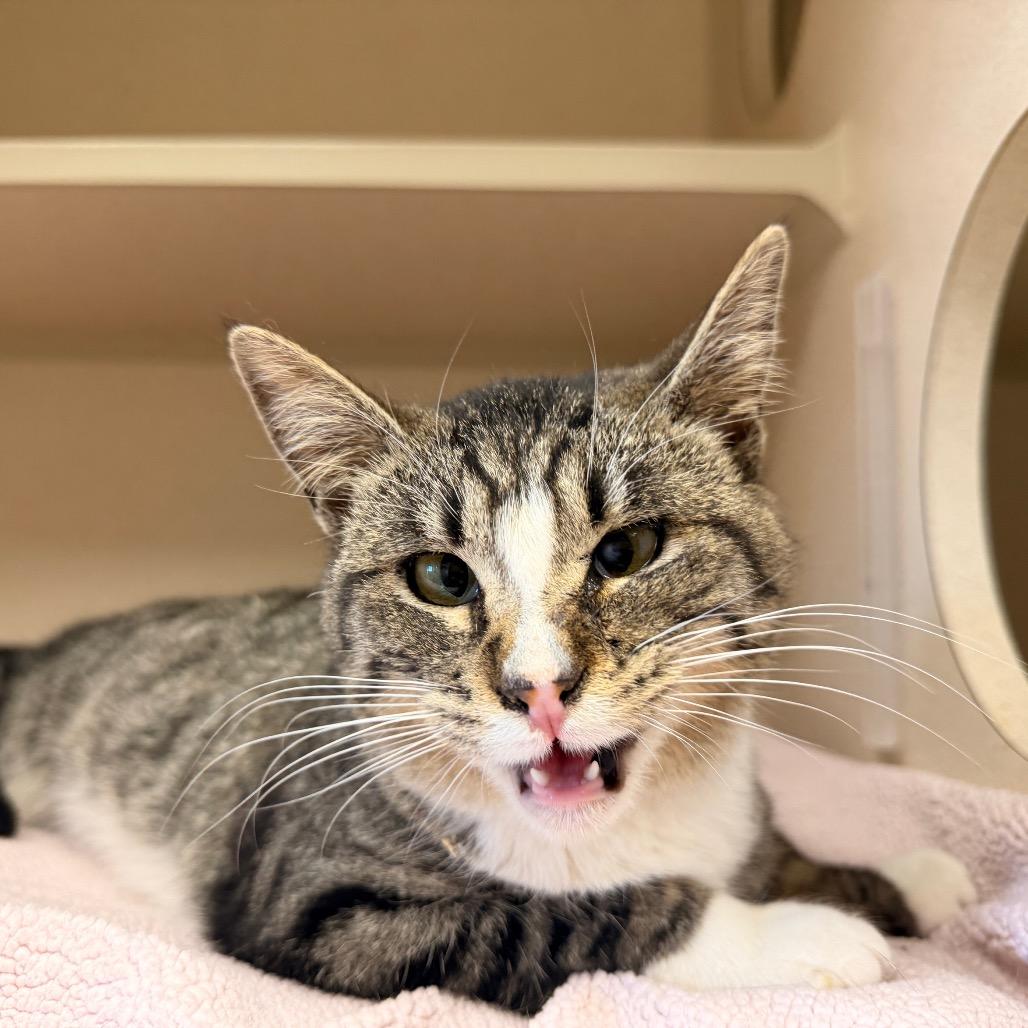 Enlarge Lady Meowjesty, a Adoptable Domestic Short Hair in Pagosa Springs, CO image 1/3