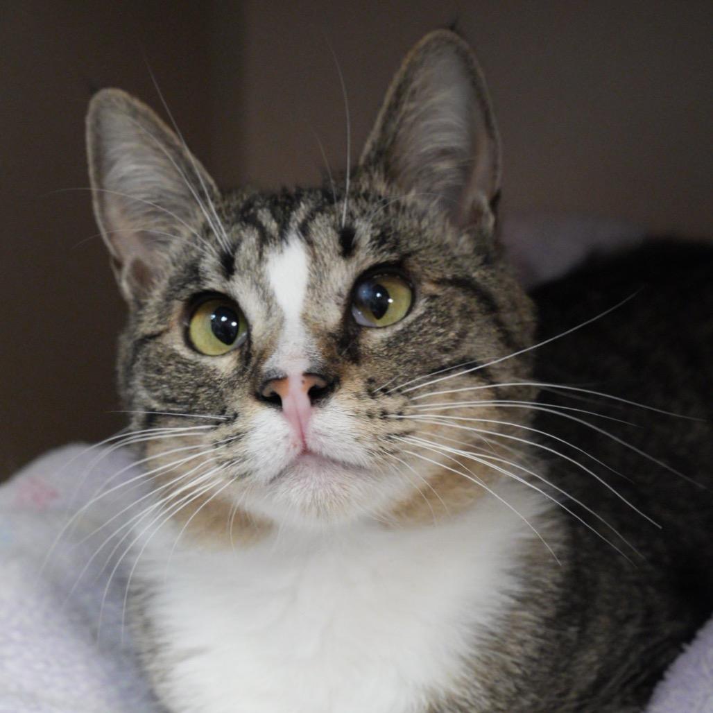 Enlarge Lady Meowjesty, a Adoptable Domestic Short Hair in Pagosa Springs, CO image 3/6
