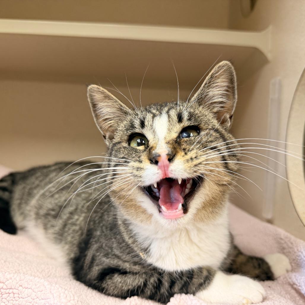 Enlarge Lady Meowjesty, a Adoptable Domestic Short Hair in Pagosa Springs, CO image 2/3